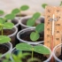 Jaka powinna być temperatura dla rosnących sadzonek